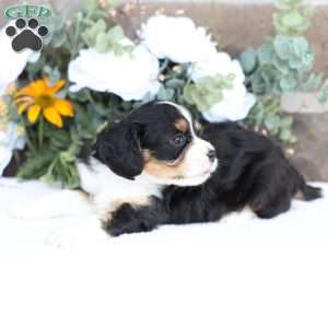 Bella, Cavapoo Puppy